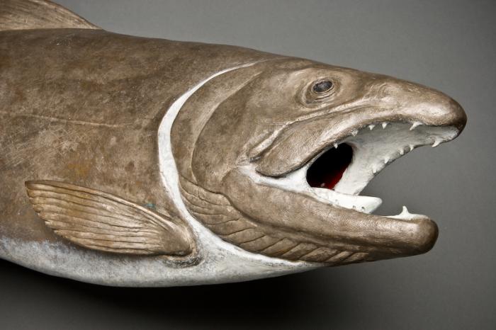 Grandmother Salmon Digs a Redd in the River of Time